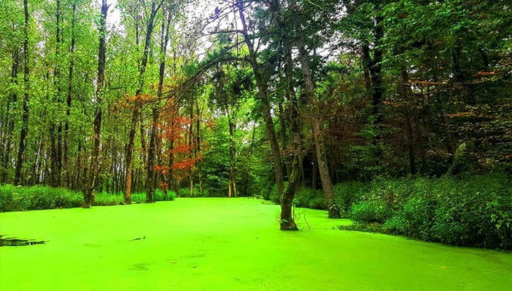 پارک جنگلی سراوان: ریه سبز رشت